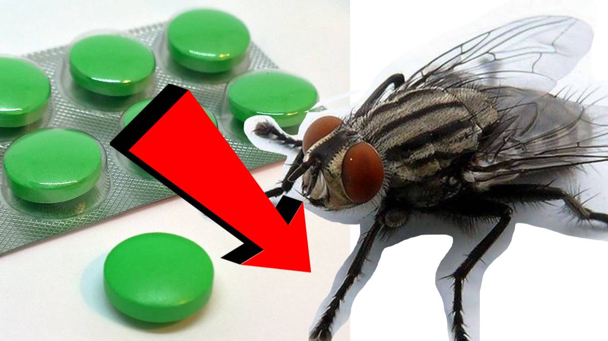 Как избавиться от мух за 3 секунды.!!..!!..!!..!!..!!