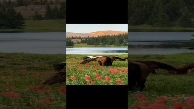 Лошади???❤️❤️❤️