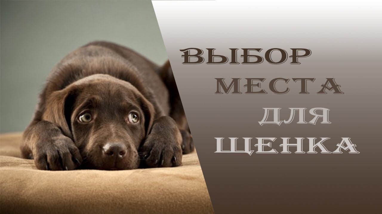 Как выбрать место для щенка