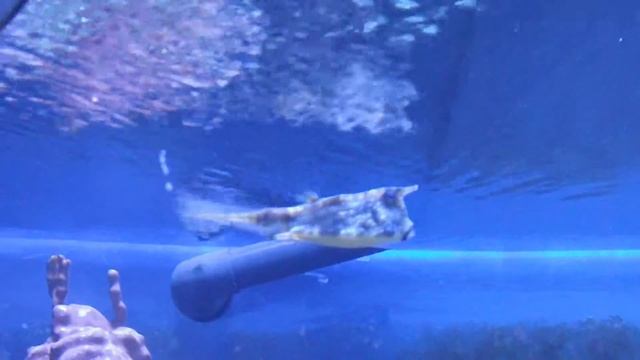 ядовитые рыбы, Обыкновенный рогатый кузовок, Lactoria cornuta, океанариум спб