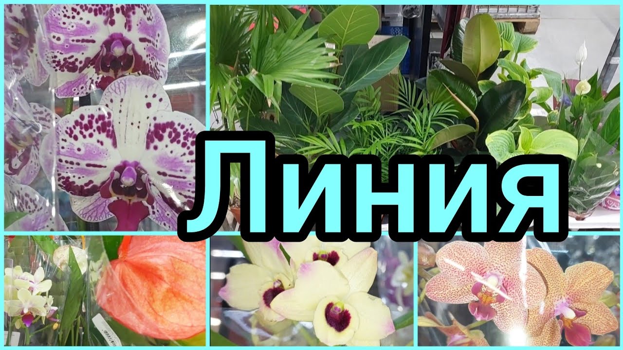 14.07.23 Гипермаркет Линия? #цветы #растения #обзор #орхидеи ?Антуриумы?Пальмы?Фикусы и др #Липе
