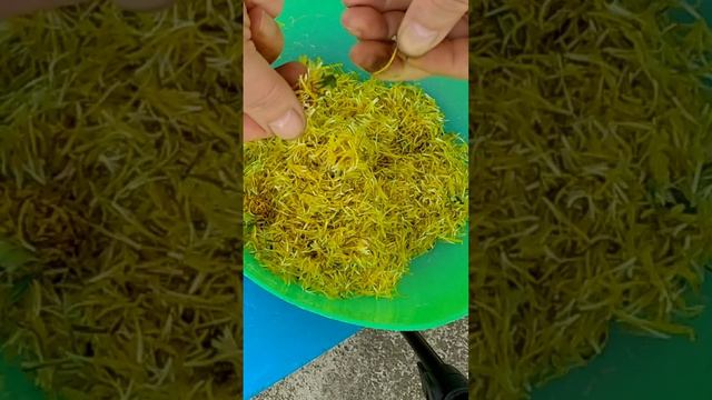 Одуванчики, чтобы не распустились, как собрали быстро надо общипать и в морозку или на варение🏵️🍯