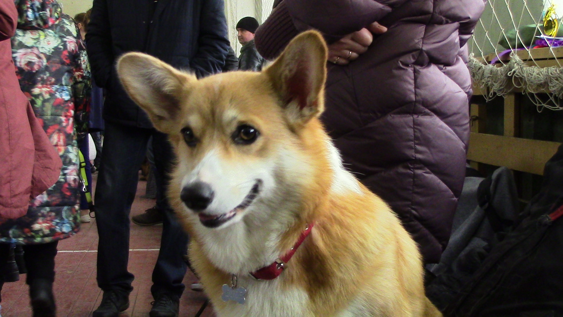 Всепородная выставка "Псковская масленица 18*", ранга САС ЧРКФ.