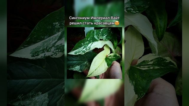 Сингониум Империал Вайт решил выделиться новыми яркими листочками?Возврат вариегатности?#shorts