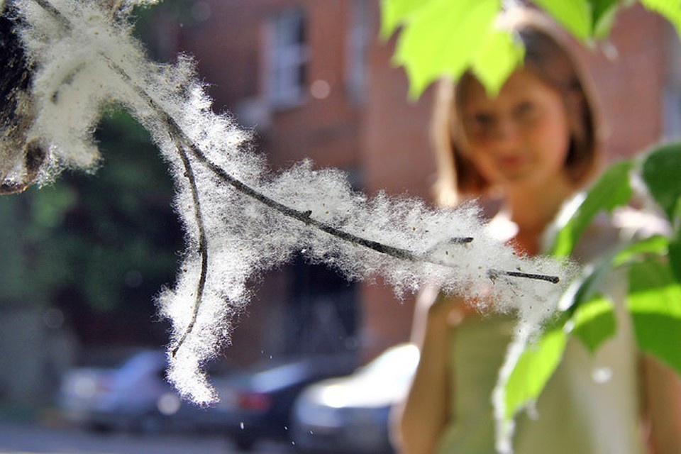 ТОПОЛИНЫЕ МЕТЕЛИ_