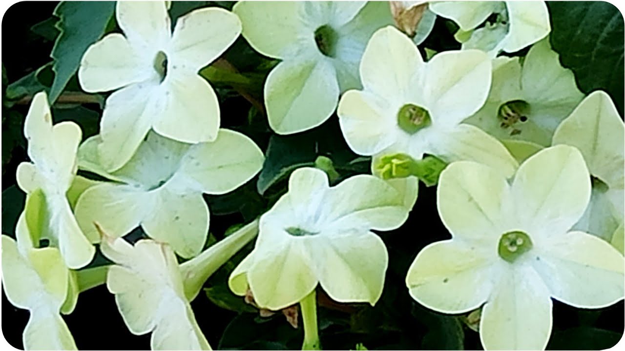 Душистый табак - неприхотливое однолетнее растение для дачи и сада. Цветник без хлопот.