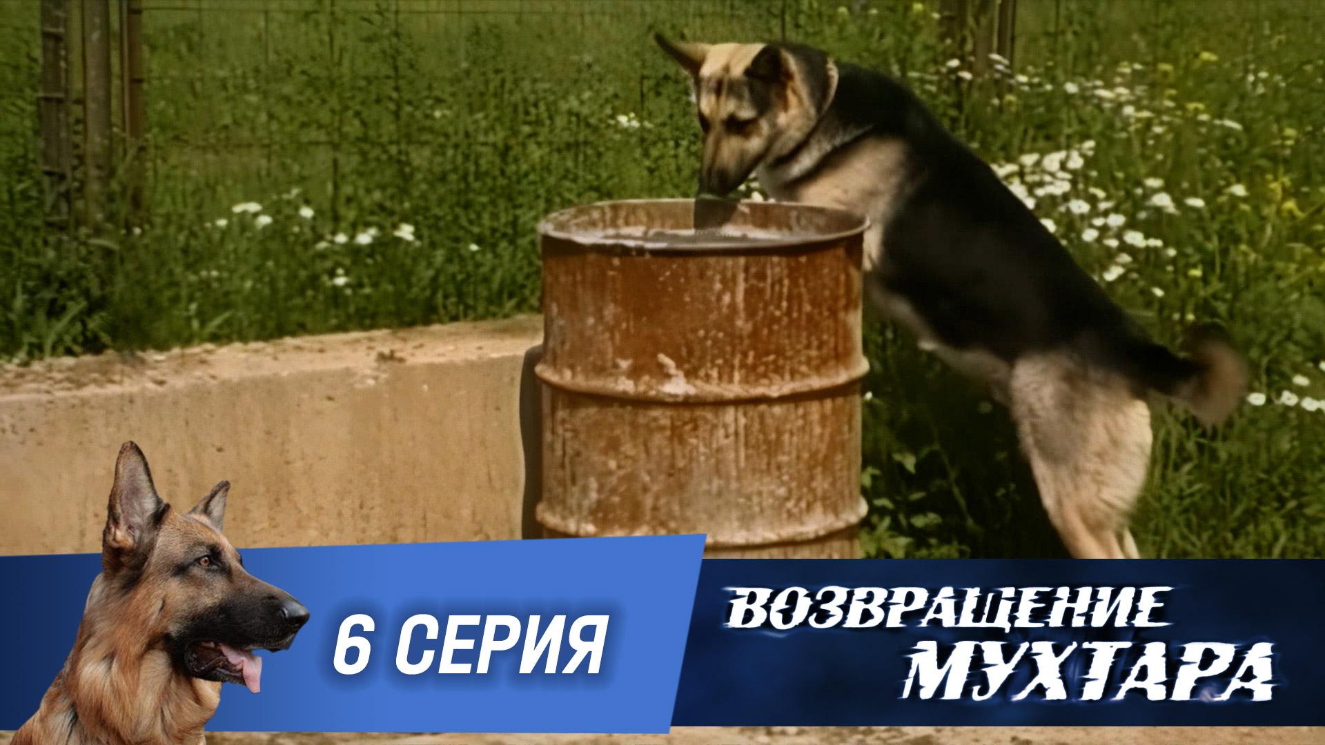 «Возвращение Мухтара»: «Мат в три хода» (1 сезон. 6 серия)