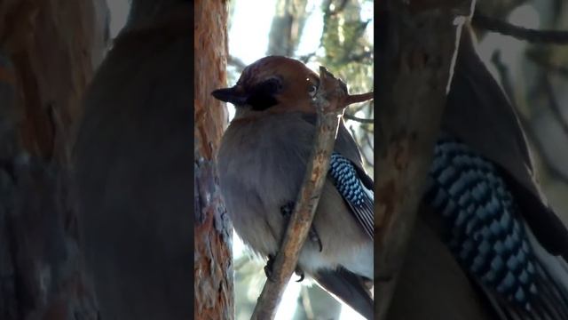 #shorts Сойка на ветке сидит