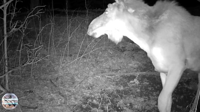 Лосинная тропа. Что кушают лоси зимой в лесу. Съёмка на фотоловушку
