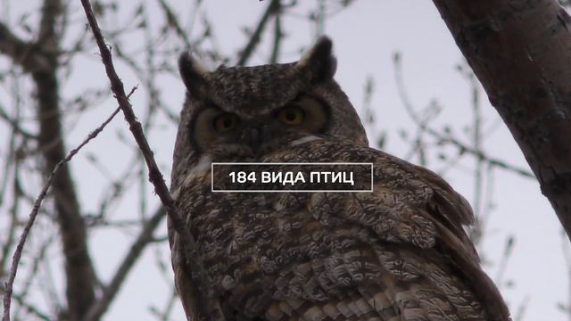 Норский заповедник, Амурская область