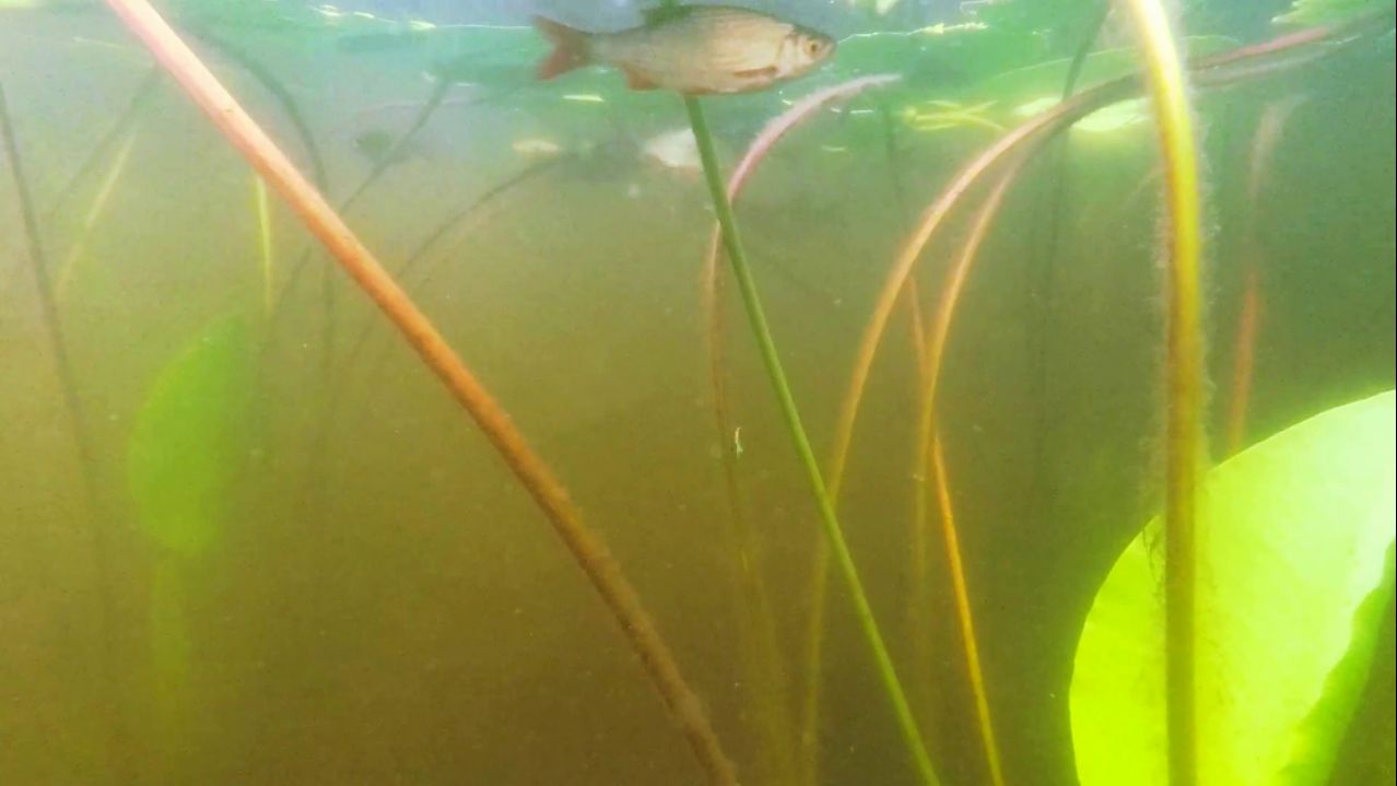 ВИДЕО РЫБАЛКА 2023.06.26