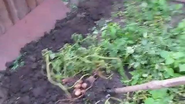 Второй урожай картофеля за год или своя молодая картошка осенью! (Криворожский регион и органика)