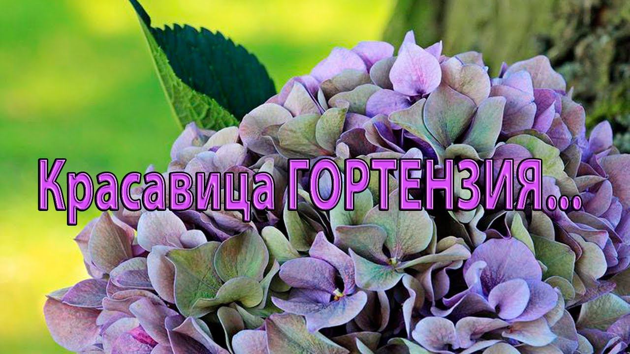 Красавица ГОРТЕНЗИЯ*
