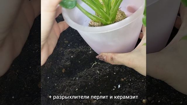 #пересадка АЗИАТСКОГО #растения во мхе? #филодендрон Ксанаду? #цветы #грунт #торф #перлит #shorts