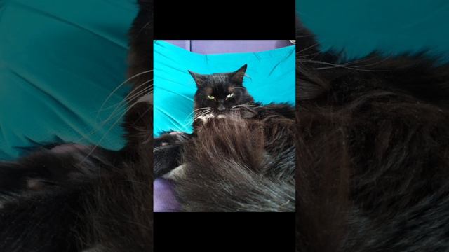 Чё за лев этот Пупсик.🐱😂🤣🐱