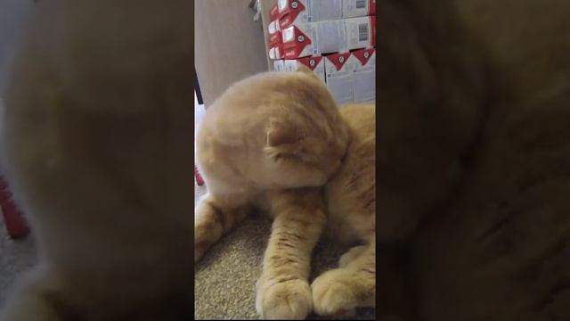 Котик Ешка охраняет молоко!