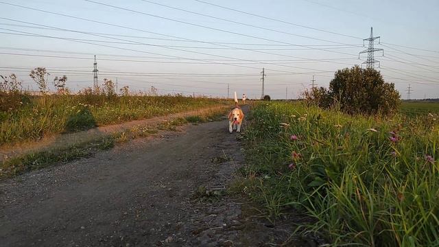 Трель кузнечиков