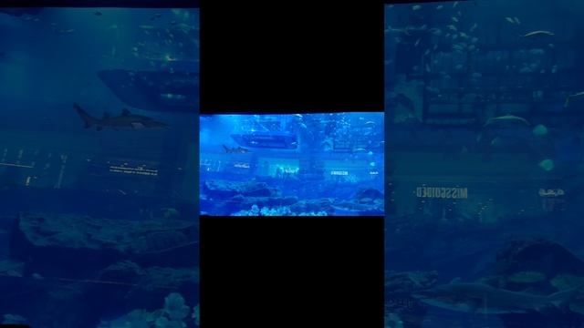 Аквариум в Дубай Молл