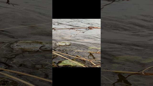 Остановись, мгновенье! Ты прекрасно…