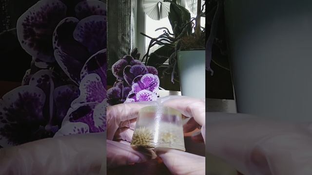 Одуванчик в смоле?