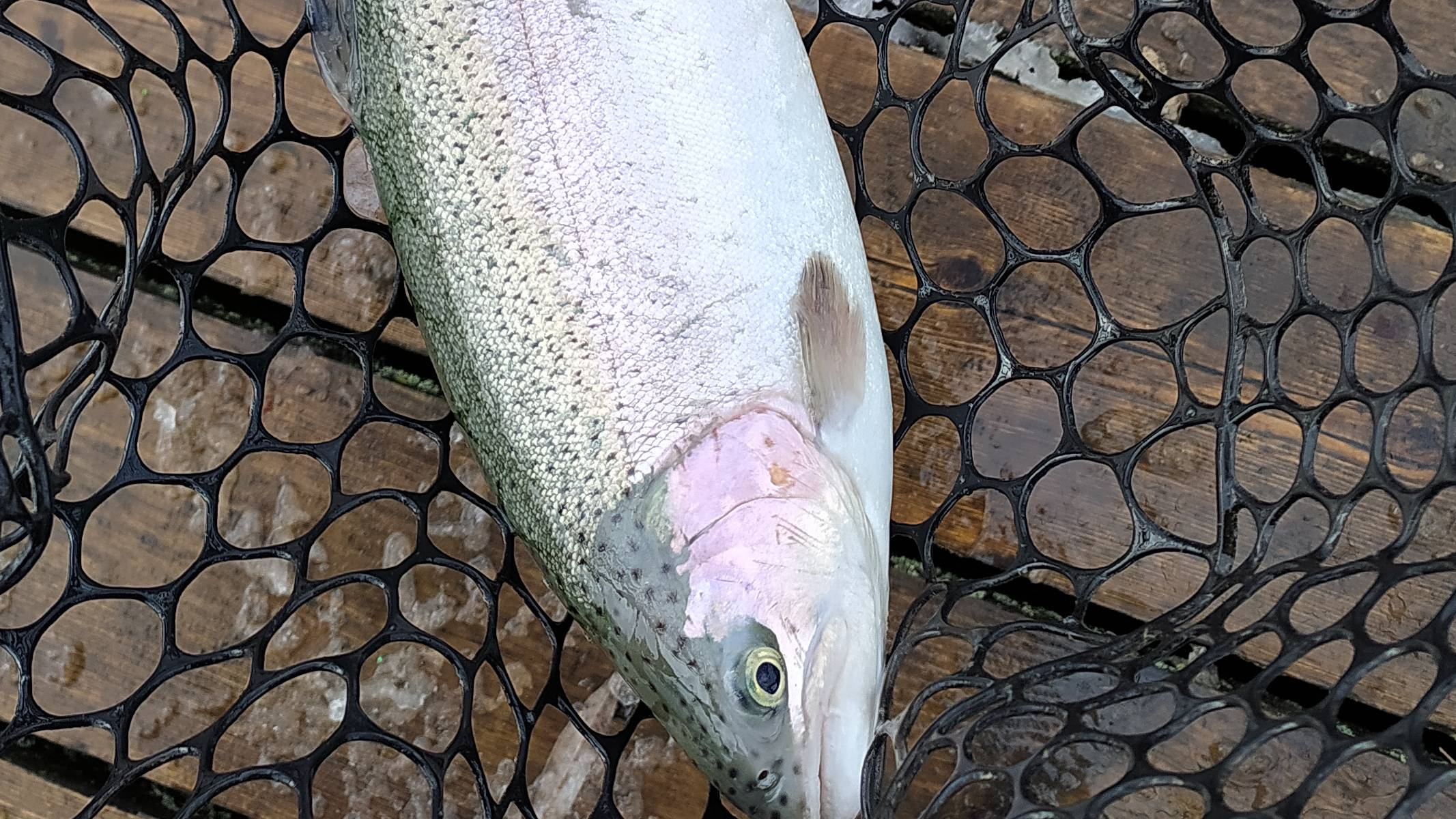 FISHERIX. 18 апреля 2024 года