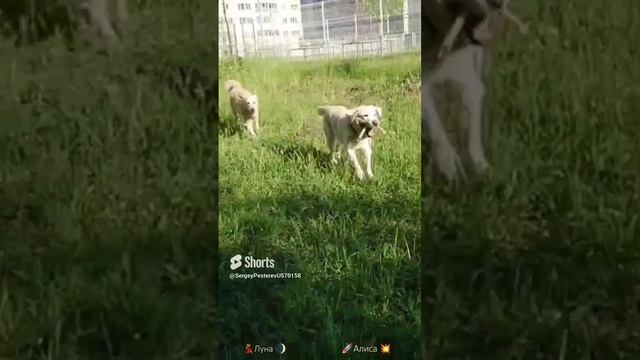 Утреннее утро ?.mp4