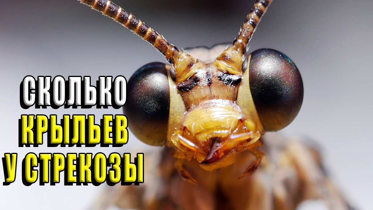 Сколько крыльев у стрекозы?