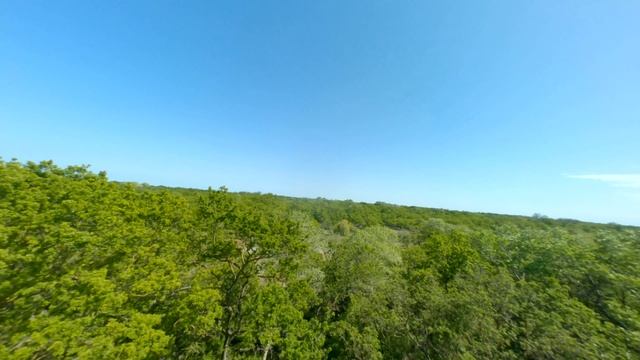 Реликтовый лес