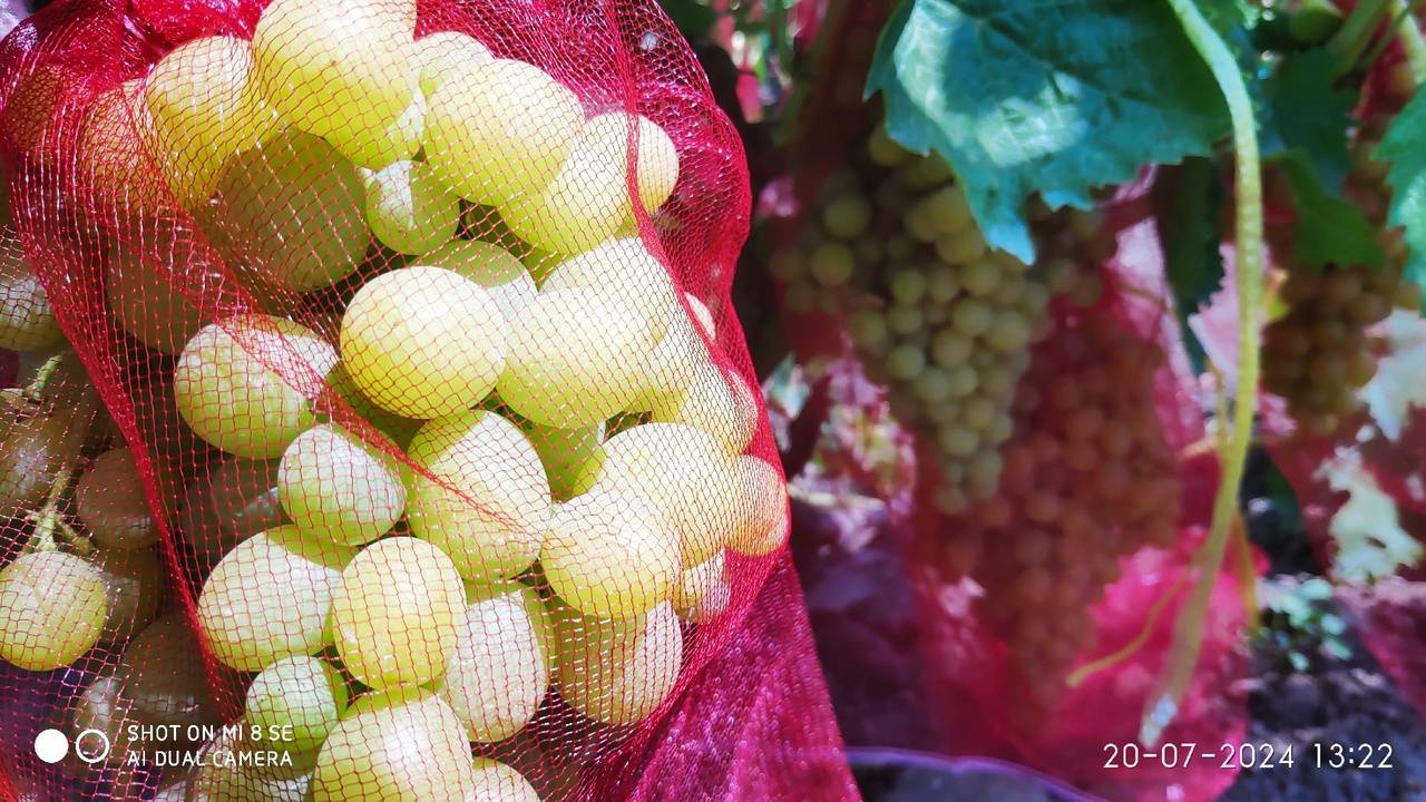 Обработка винограда в жару, не растет виноград, как внести удобрения и другие вопросы