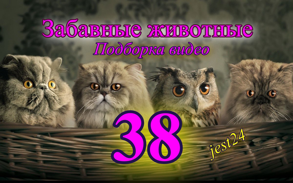 Забавные животные / Подборка видео №38