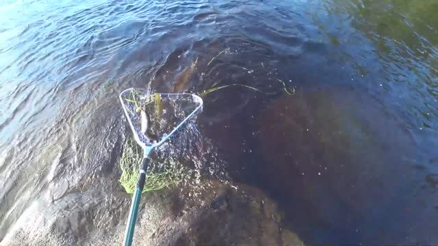 РЫБАЛКА НА ТАЕЖНОЙ РЕКЕ / ХАРИУС, ЩУКА, ОКУНЬ НА СПИННИНГ РЫБАЛКА В КАРЕЛИИ