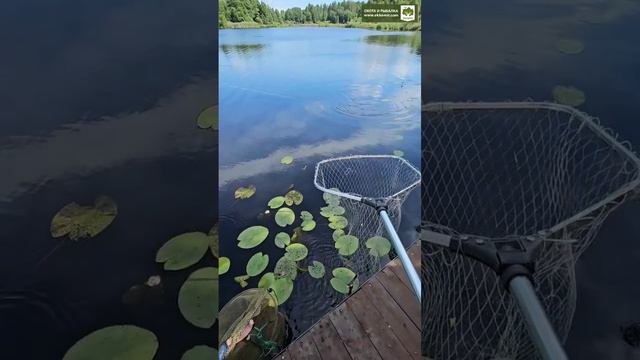 Поймали карпа 3,8 кг