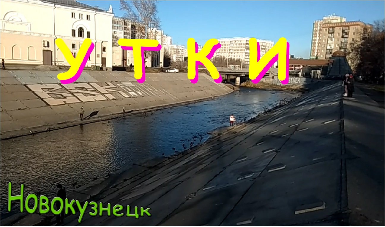 Утки.  Новокузнецк.