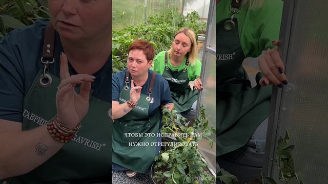 ТОМАТЫ ЖИРУЮТ. ЧТО ДЕЛАТЬ?