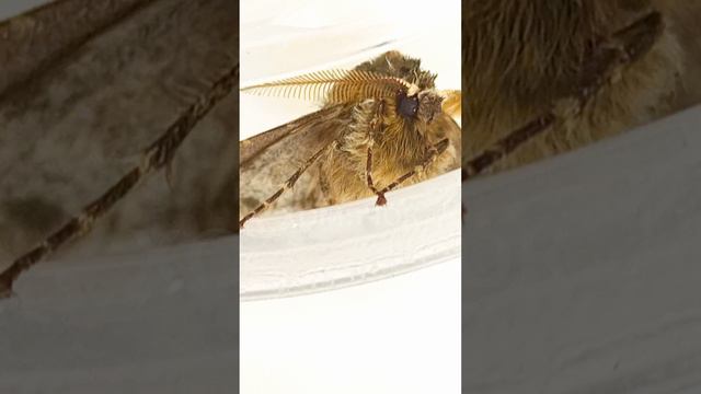 🐹я поймал в марте мотылька! 🦋