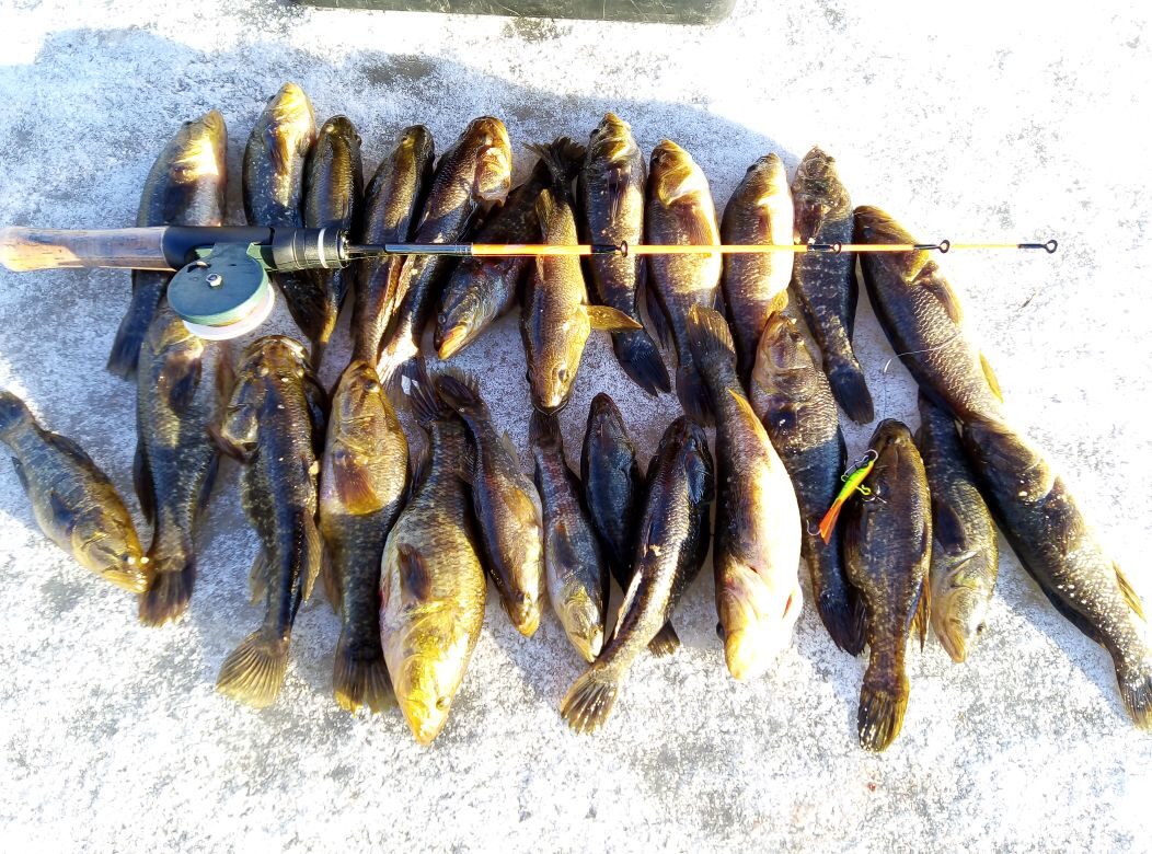 Зимняя рыбалка. Ловля ротана. В поисках трофейного экземпляра.