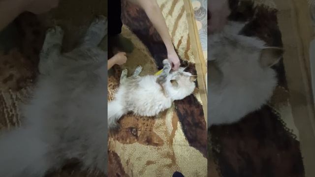 Сделай мне прическу, а то я лохматая.😂🐱🌞🐱🌺