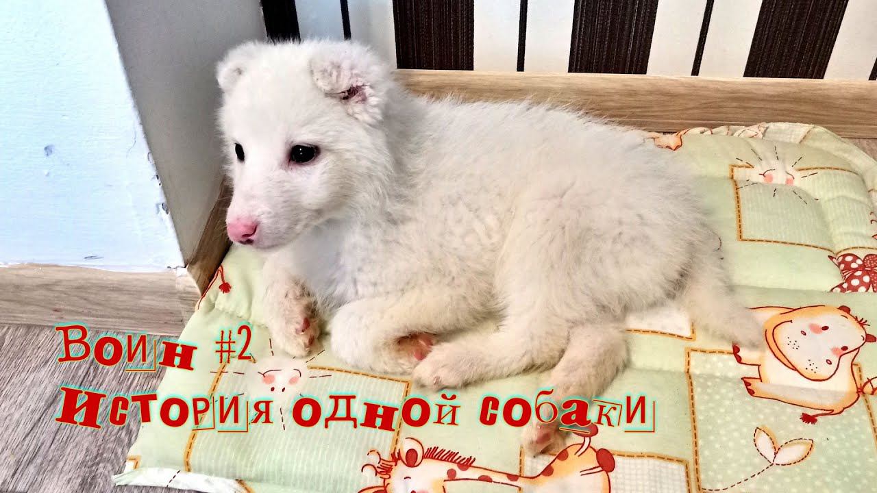 Воин #2. История одной собаки