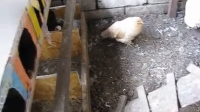 Почему и зачем Московская утка (шипун) выбрасывает из гнезда яйцо в период насиживания