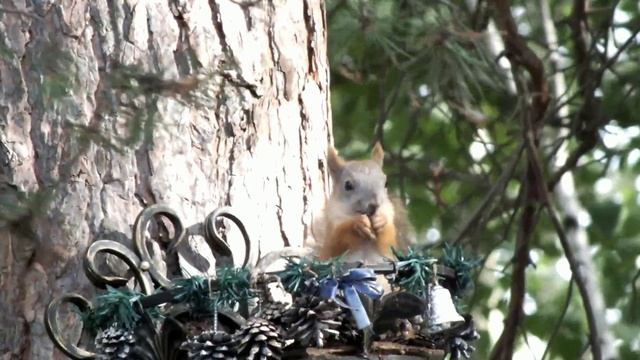 Белка смотрит из кормушки, а птички поют