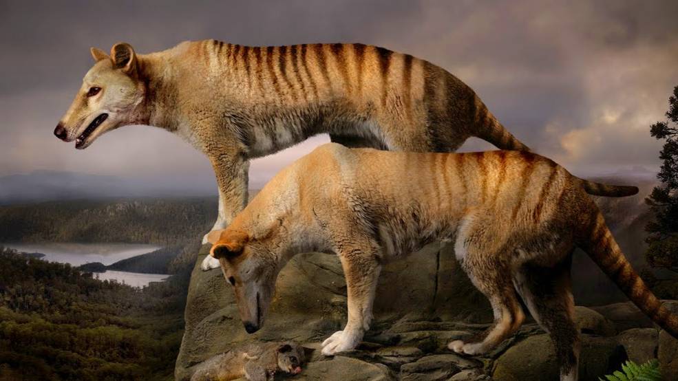 Вымершие животные за последние 500 лет. Их уже не вернуть...