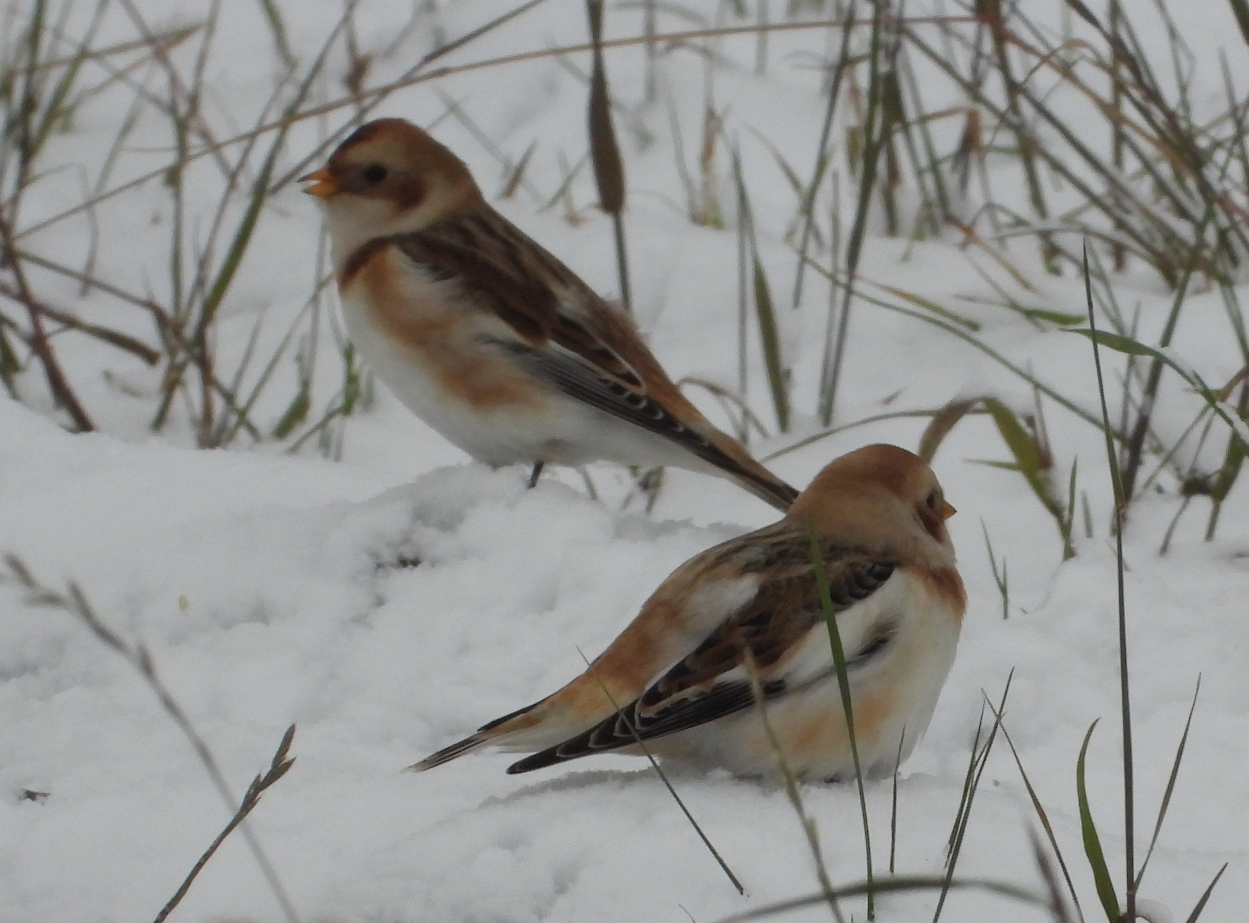 Пуночка, наблюдение птиц в Великом Новгороде, 28 октября 2023