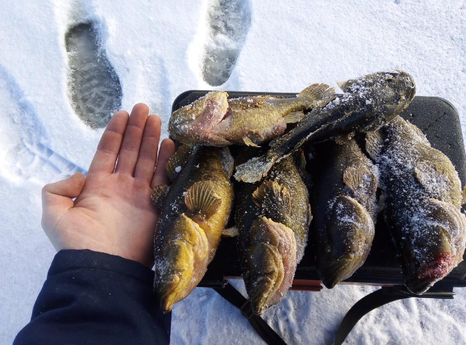 Зимняя ловля ротана. В поисках крупной рыбы.Winter Fishing Rotana. In search of .