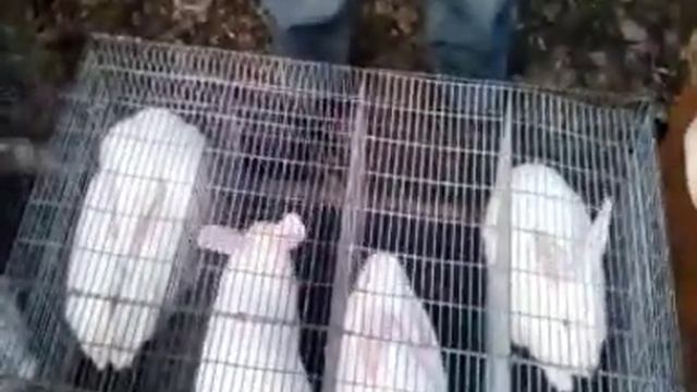 Выставка-ярмарка голубей и декоративных птиц и животных 22.02.2020 (Кривой Рог, парк им. Артёма)