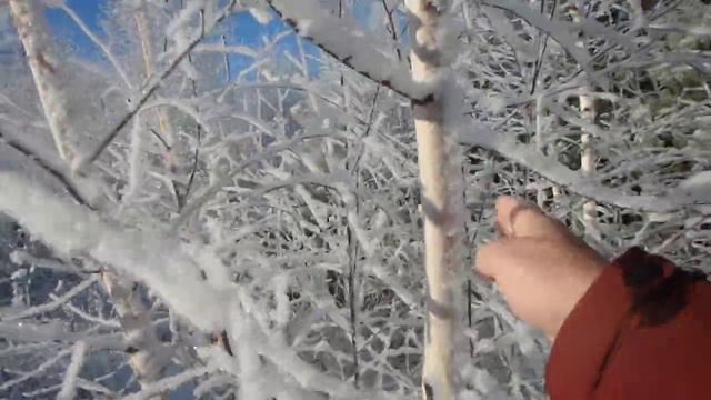 Ориентирование в лесу зимой. Иней