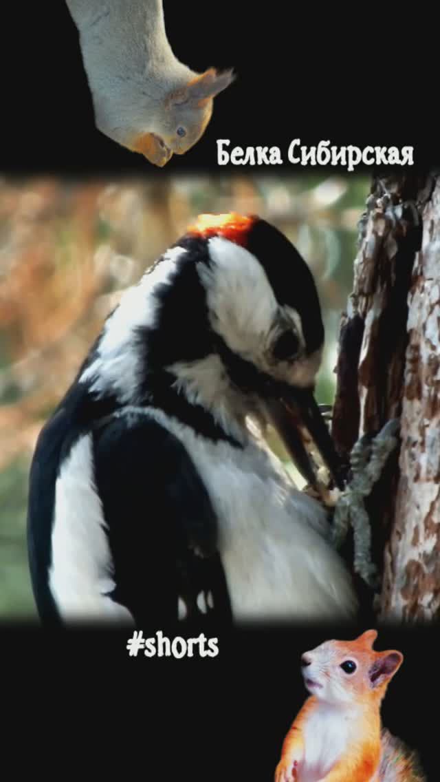 Дятел набрал еду для голодного птенца