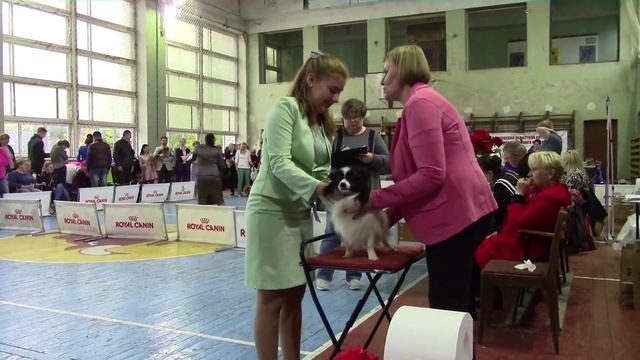 Выставка собак (08.10.2017 г.).