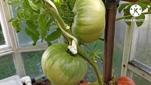 Сибирь. Обзор и дегустация томатов Зураб Кухинидзе и Василиса.