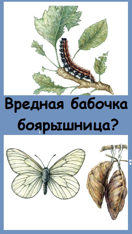Гусеницы БАБОЧКИ БОЯРЫШНИЦЫ напали на редис в теплице, а я не думала, что эта бабочка-вредитель!