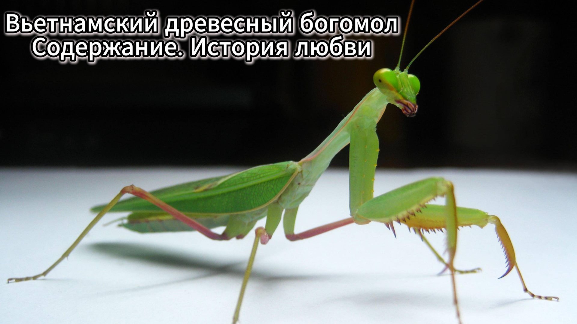 ВЬЕТНАМСКИЙ ДРЕВЕСНЫЙ БОГОМОЛ // СОДЕРЖАНИЕ И ЗАСЕЛЕНИЕ